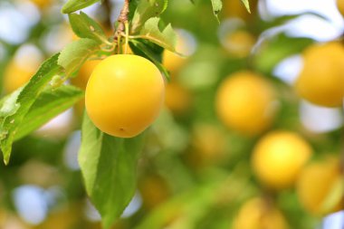 Sarı olgun kiraz eriği dallardaki yapraklarla yazın bahçede yetişir..