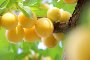 Sarı olgun kiraz eriği dallardaki yapraklarla yazın bahçede yetişir..