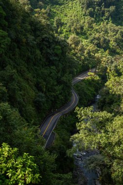 Ormanın ortasında güzergah