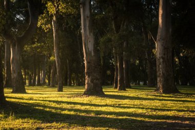 Gün boyunca ağaçlarla dolu doğal orman