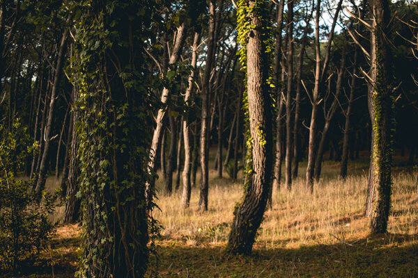 natural forest full of trees during the day