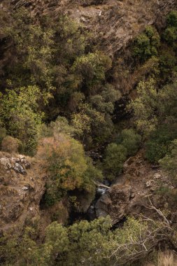 Kurak dağlarda bir grup ağaç.