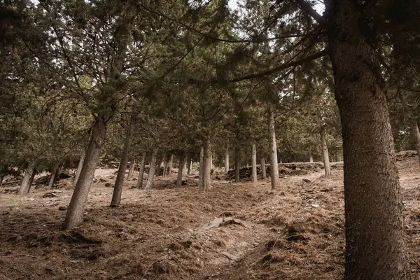 Kurak dağlarda bir grup ağaç.