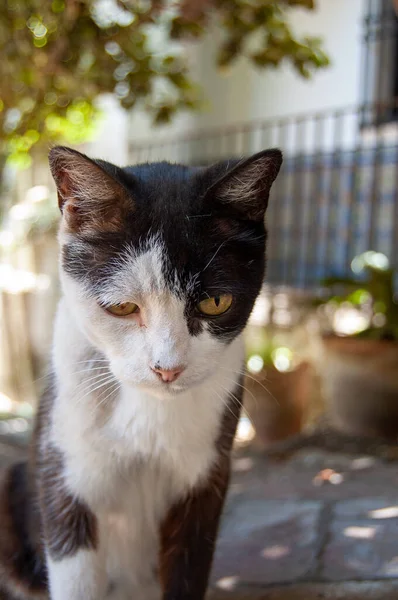 Gato Kachorro Blanco ve Zenci