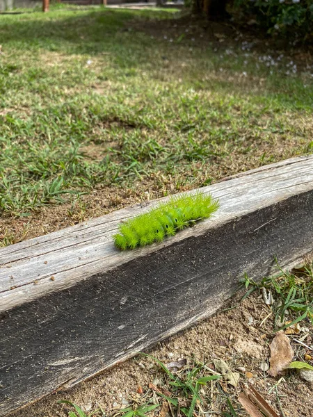 Bahçe Yeşil Sıcak Solucan — Stok fotoğraf