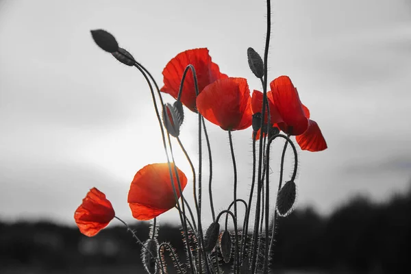 Κόκκινο Πεδίο Παπαρούνες Λουλούδια Για Την Ημέρα Μνήμης — Φωτογραφία Αρχείου