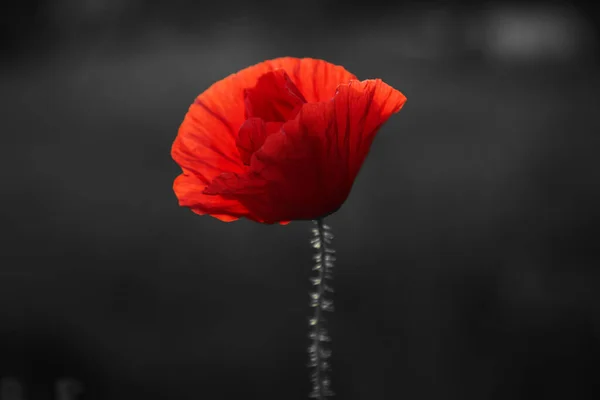 Rote Mohnblumen Blühen Feld Für Gedenktag — Stockfoto