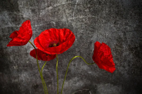 Világháború Emléknapja Vörös Mák Háborúban Elesettek Emlékének Szimbóluma — Stock Fotó