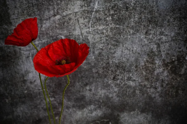 Dia Recordação Guerra Mundial Papoula Vermelha Símbolo Lembrança Para Aqueles — Fotografia de Stock