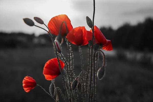 Červené Makové Květy Pole Pro Den Památky — Stock fotografie