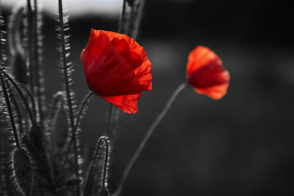 Rote Mohnblumen Blühen Feld Für Gedenktag — Stockfoto