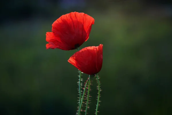 Κόκκινο Πεδίο Παπαρούνες Λουλούδια Για Την Ημέρα Μνήμης — Φωτογραφία Αρχείου