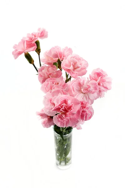 Vacker Rosa Nejlikor Blommor Isolerad Vit Bakgrund — Stockfoto