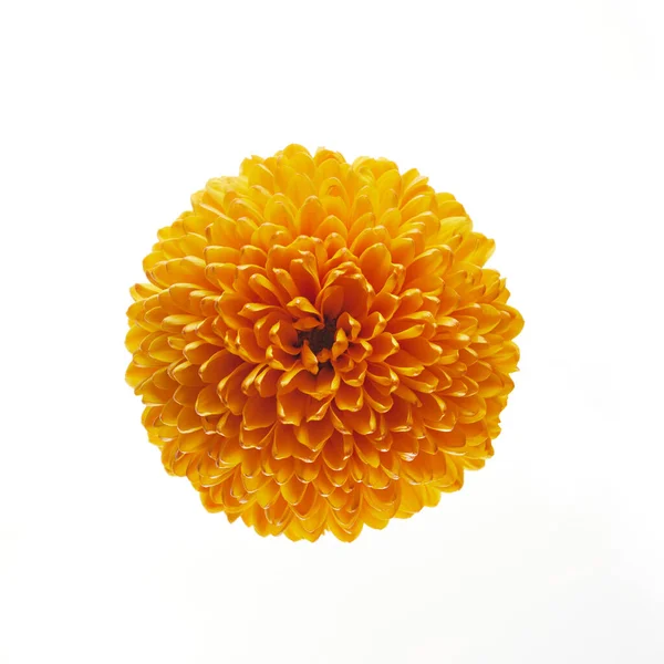 Πορτοκαλί Χρυσάνθεμο Λουλούδι Απομονωμένο Λευκό Φόντο — Φωτογραφία Αρχείου