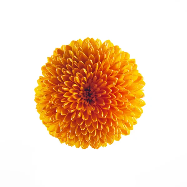 Orange Chrysanthemum Flower Isolated White Background — Stock Photo, Image