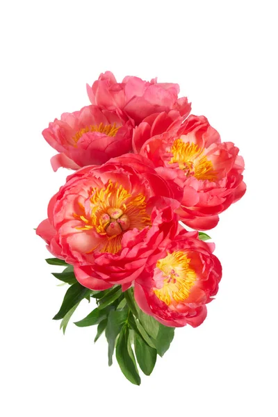 Vackra Rosa Pioner Blommor Isolerade Vit Bakgrund — Stockfoto