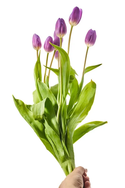 Flores Tulipán Color Púrpura Aisladas Sobre Fondo Blanco —  Fotos de Stock