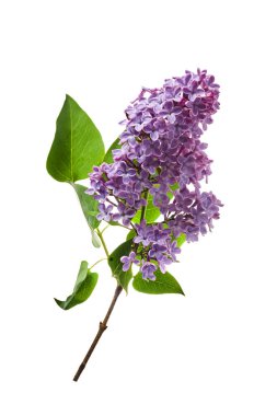 Beyaz arkaplanda yalıtılmış leylak çiçekleri..