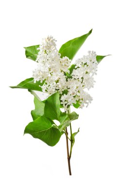 Beyaz arkaplanda yalıtılmış leylak çiçekleri..