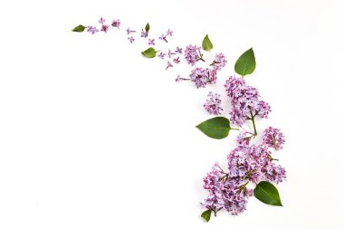 Beyaz arka planda leylak çiçekleri olan çerçeve. Üst manzara, düz uzanma.