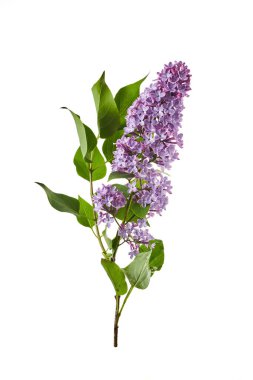 Beyaz arkaplanda yalıtılmış leylak çiçekleri..