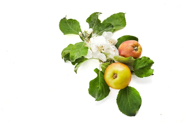 白い背景に隔離されたリンゴと開花ブランチ — ストック写真