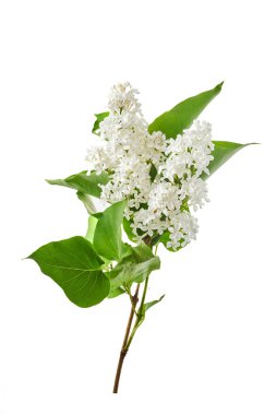 Beyaz arkaplanda yalıtılmış leylak çiçekleri..