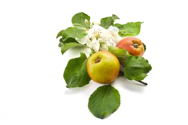 Almuerzo Floreciente Con Manzanas Aisladas Sobre Fondo Blanco — Foto de Stock