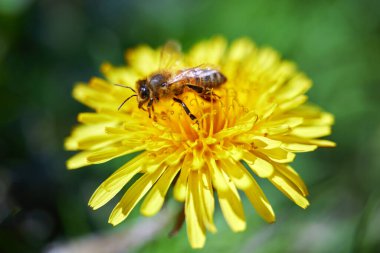 Sarı bir karahindiba çiçeğinin üzerindeki sarı polenle kaplanmış arı.