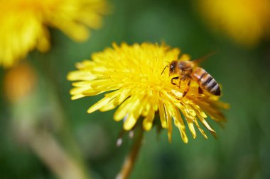 Sarı bir karahindiba çiçeğinin üzerindeki sarı polenle kaplanmış arı.