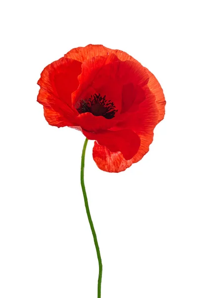 Bright Red Poppy Flower Isolated White Background — Stock Photo, Image