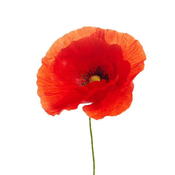 Bright red poppy flower isolated on white background.