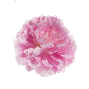 Beyaz arkaplanda izole edilmiş pembe şakayık çiçeği.