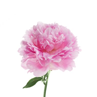 Beyaz arkaplanda izole edilmiş pembe şakayık çiçeği.