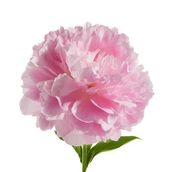 Fiore Peonia Rosa Isolato Sfondo Bianco — Foto Stock