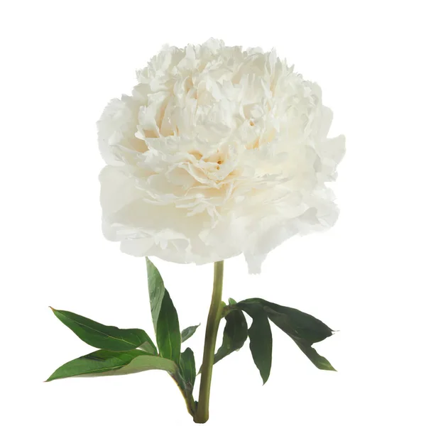 stock image White peony flower isolated on white background.