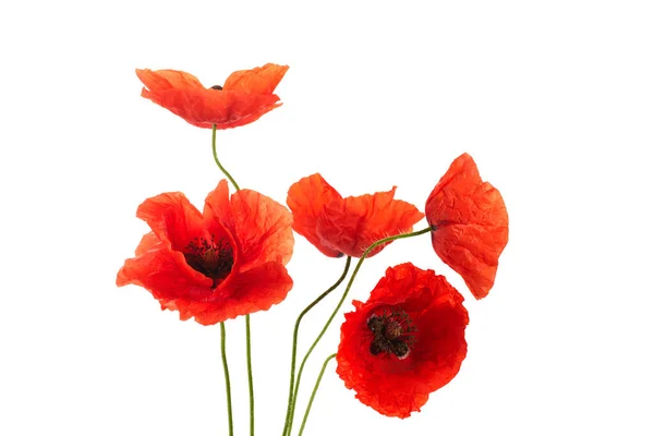 Wild Red Poppies Isolated White Background — Stock Photo, Image