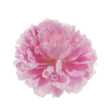 Beyaz arkaplanda izole edilmiş pembe şakayık çiçeği.