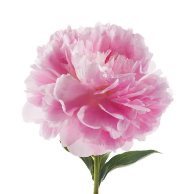 Beyaz arkaplanda izole edilmiş pembe şakayık çiçeği.