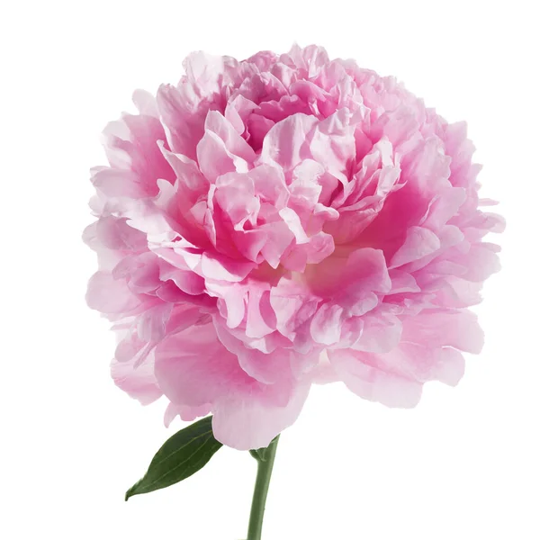 Rózsaszín Bazsarózsa Virág Elszigetelt Fehér Háttér — Stock Fotó