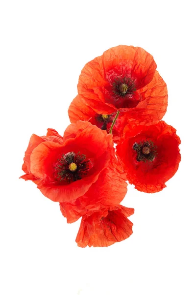 stock image Wild red poppies isolated on white background