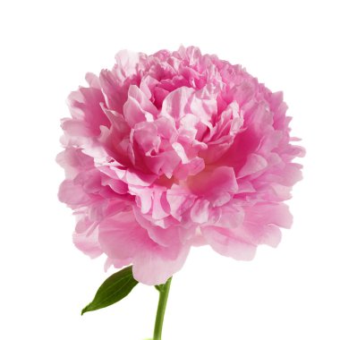 Beyaz arkaplanda izole edilmiş pembe şakayık çiçeği.