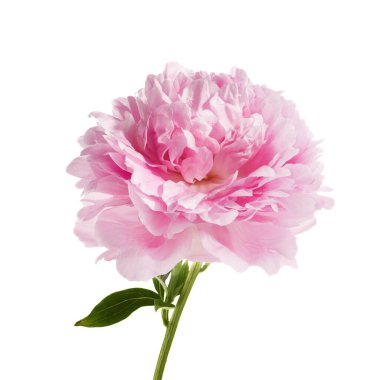 Beyaz arkaplanda izole edilmiş pembe şakayık çiçeği.