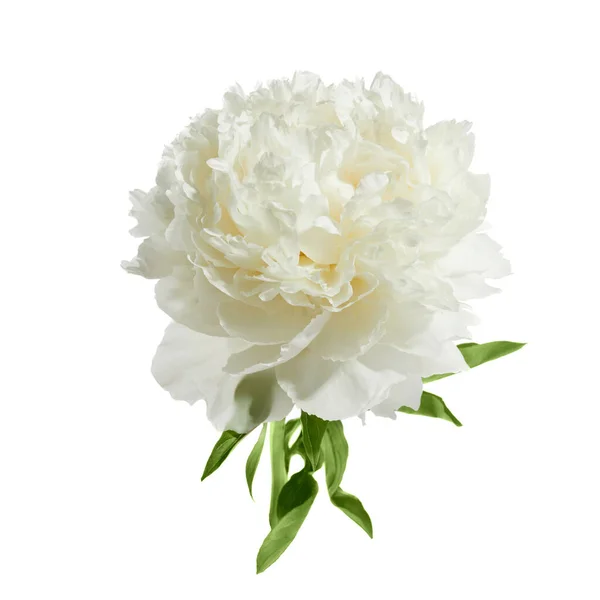 Fehér Bazsarózsa Virág Elszigetelt Fehér Background — Stock Fotó
