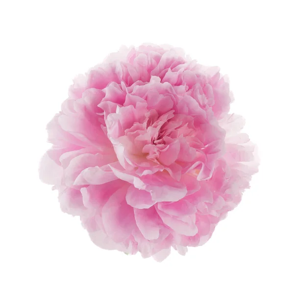 粉红牡丹花 白色背景隔离 免版税图库图片