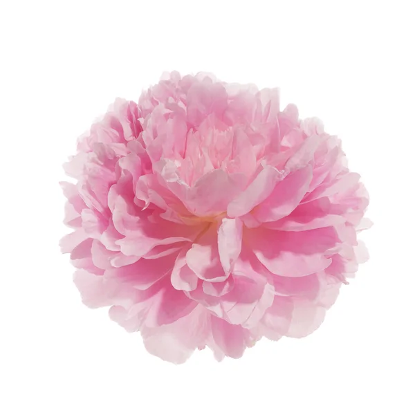 Розовый Пионский Цветок Белом Фоне — стоковое фото