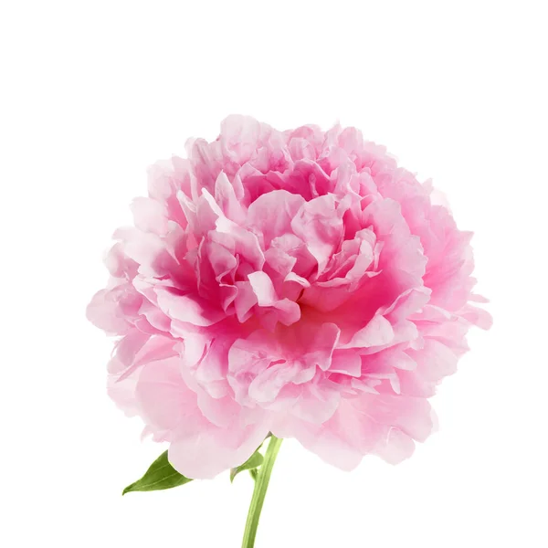 Pink peony flower isolated on white background Stock Photo by