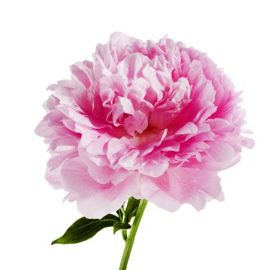 Beyaz arkaplanda izole edilmiş pembe şakayık çiçeği.