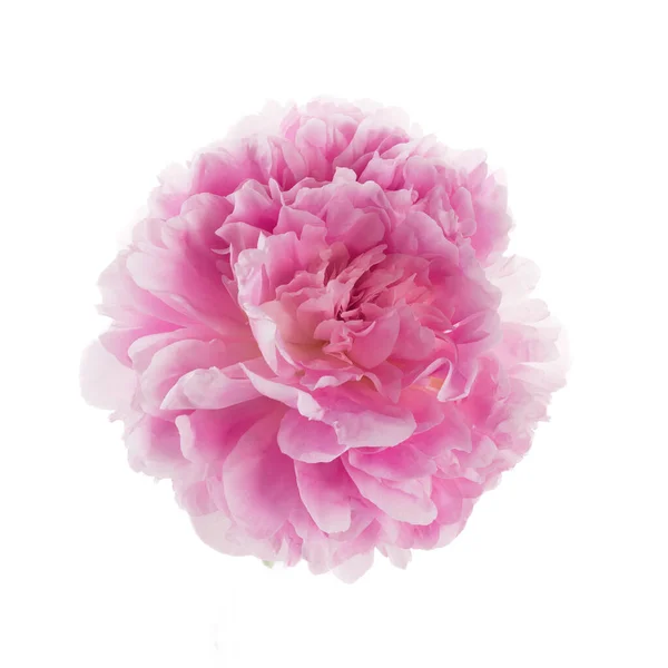粉红牡丹花 白色背景隔离 — 图库照片