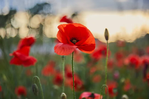 罂粟田里的红罂粟 纪念或休战日 — 图库照片
